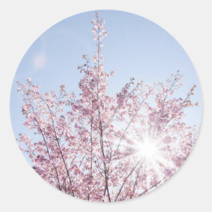 Adesivo Redondo raios solares atravessam flores cor-de-rosa de uma