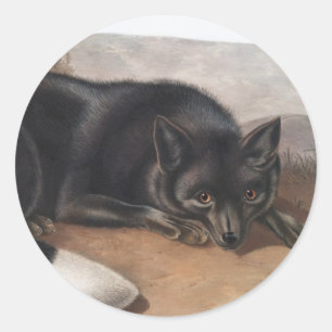 Adesivo Redondo Raposa Negra Americana ou Prateada (Vulpes fulvus)