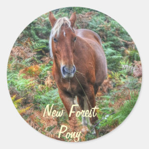 Adesivo Redondo Rare Palomino New Forest Pony & Bracken - Inglater