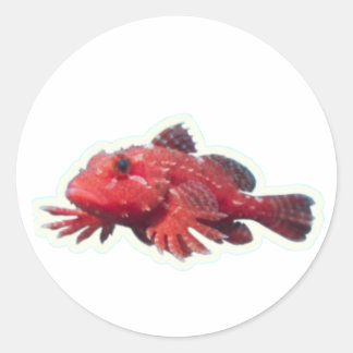 Adesivo Redondo ​Rare Red Handfish Walking Fish - Unique Marine Wi