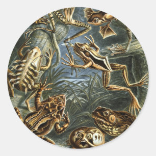 Adesivo Redondo Rãs e Sapos Vintage Batrachia por Ernst Haeckel