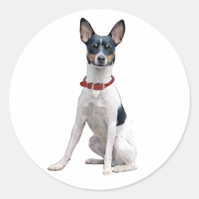 Adesivo Redondo Rat Terrier (A) (Frente)