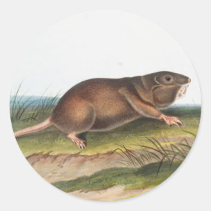 Adesivo Redondo Rato Meridional, Ilustração Shrew Mole