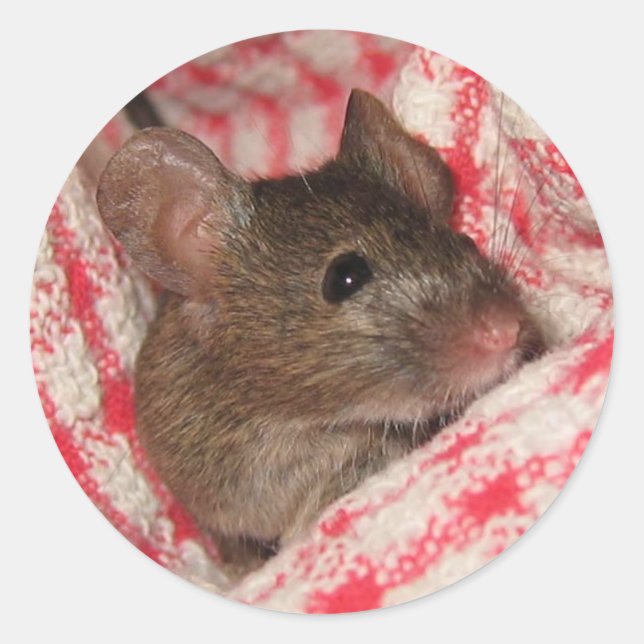 Adesivo Redondo Rato na Casa (Frente)