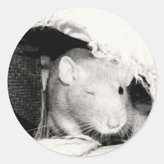 Adesivo Redondo Rato Winking!
