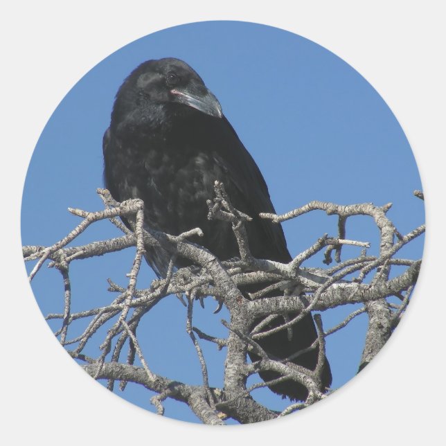 Adesivo Redondo Raven (Frente)