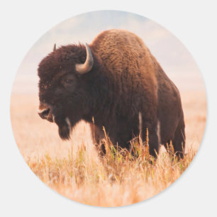 Adesivo Redondo Rebanho de Bisão Americano (Bison Bison) em Teton 