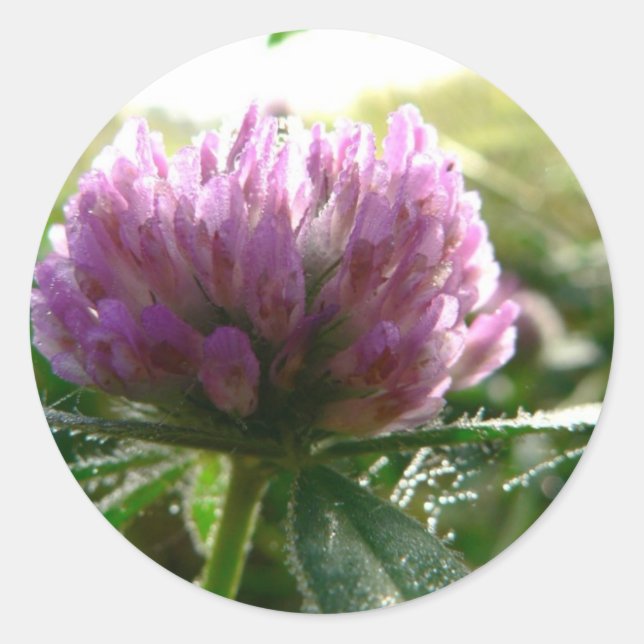 Adesivo Redondo Red Clover (Frente)