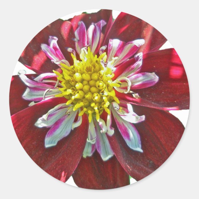 Adesivo Redondo Red Dahlia Sticker (Frente)