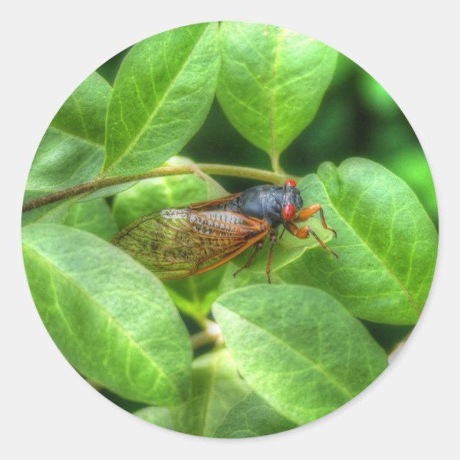Adesivo Redondo Red Eyed Cicada (Frente)