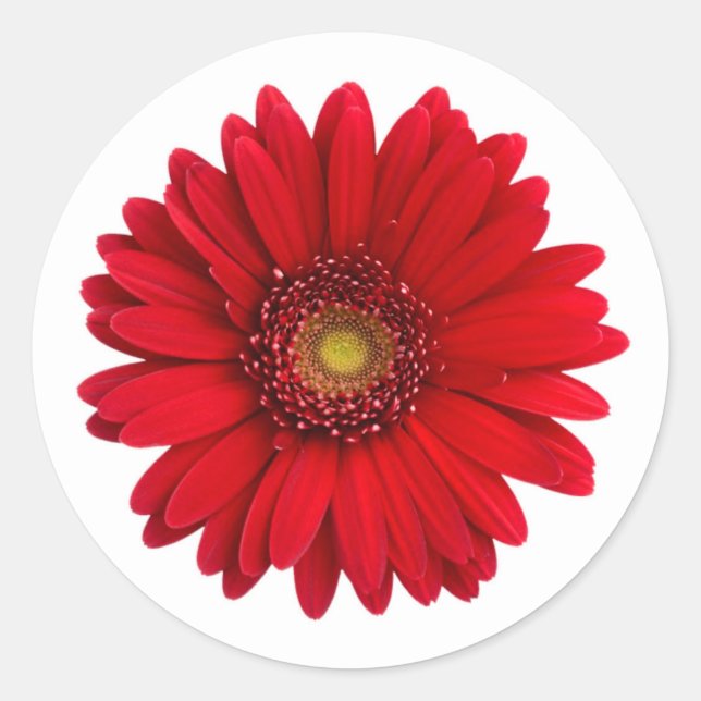 Adesivo Redondo Red Gerbera Daisy Flower (Frente)