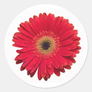 Adesivo Redondo Red Gerbera Sticker
