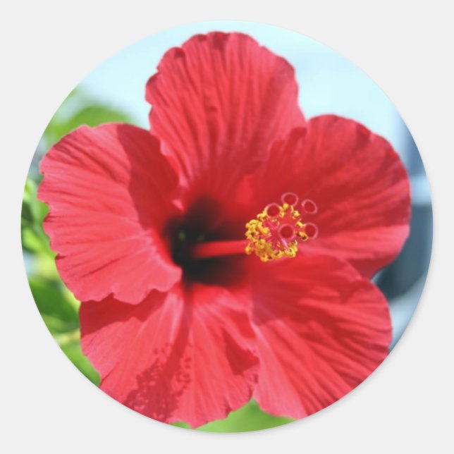 Adesivo Redondo Red Hibiscus Sticker (Frente)