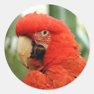 Adesivo Redondo Red McCaw Stickers