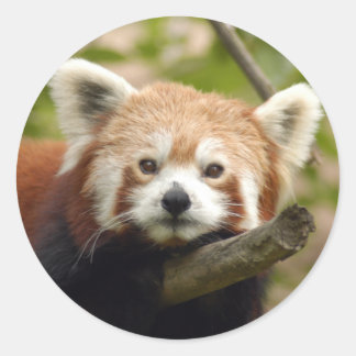 Adesivo Redondo Red-panda-004