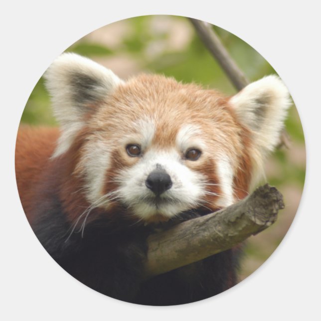Adesivo Redondo Red-panda-004 (Frente)