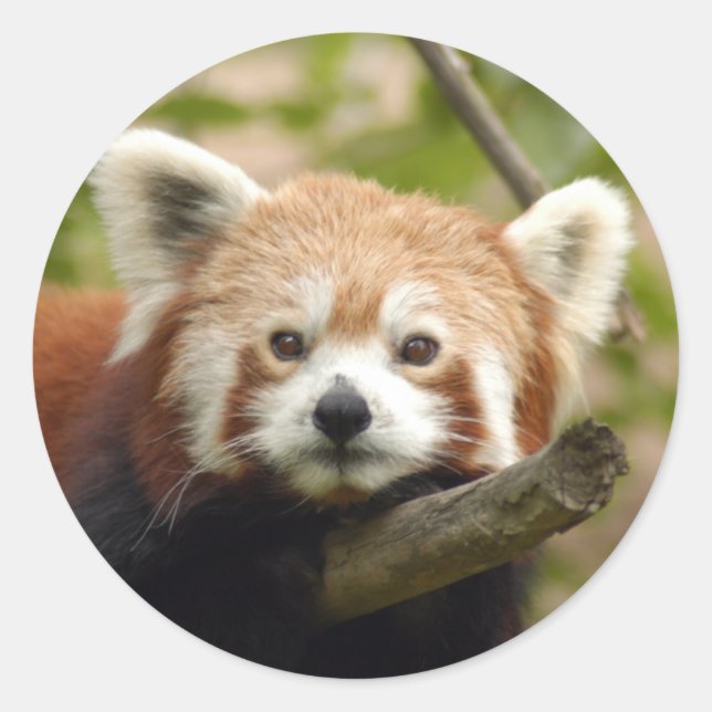 Adesivo Redondo Red-panda-005 (Frente)