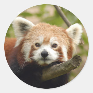Adesivo Redondo Red-panda-005