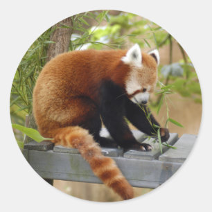 Adesivo Redondo red-panda-039