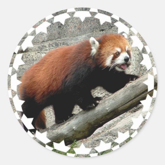 Adesivo Redondo Red Panda Stickers (Frente)