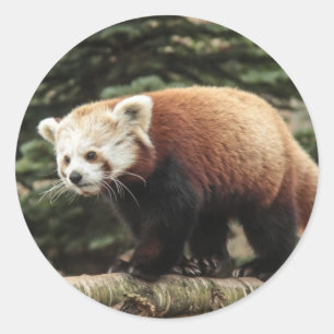 Adesivo Redondo Red Panda Stickers