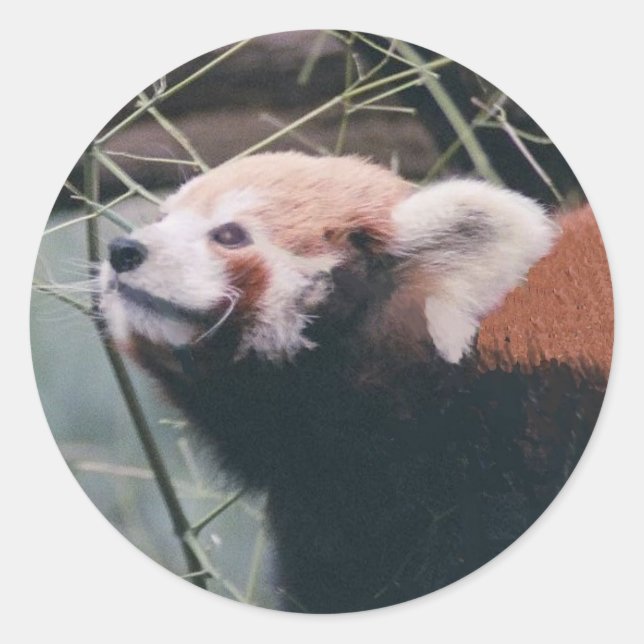 Adesivo Redondo Red Panda Stickers (Frente)