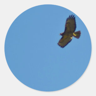 Adesivo Redondo Red Tailed Hawk em Voo
