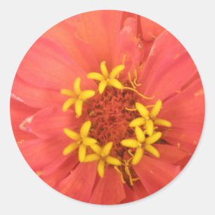 Adesivo Redondo Red Zinnia Macro Stickers