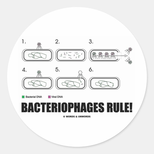 Adesivo Redondo Regra dos Bacteriófagos! (ADN do Vírus das Bactéri (Frente)