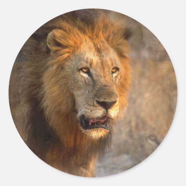 Adesivo Redondo Rei do Vinheta Selvagem (Frente)