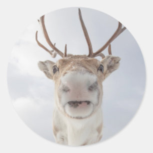 Adesivo Redondo Reindeer Nature Photo