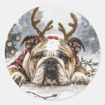 Reindeer para Bulldog em Inglês de Natal