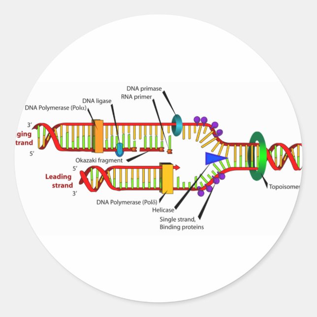 Adesivo Redondo Replicação de DNA (Frente)