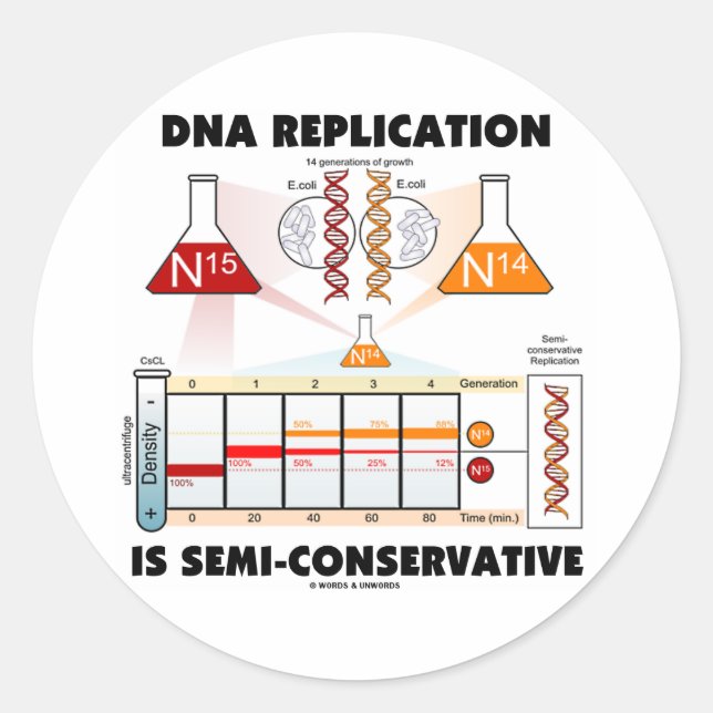 Adesivo Redondo Replicação de DNA é semirconservadora (Frente)