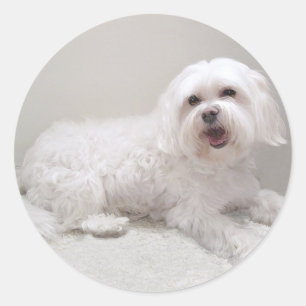 Adesivo Redondo Resgate de Cachorro Branco Pequeno (Maltês)