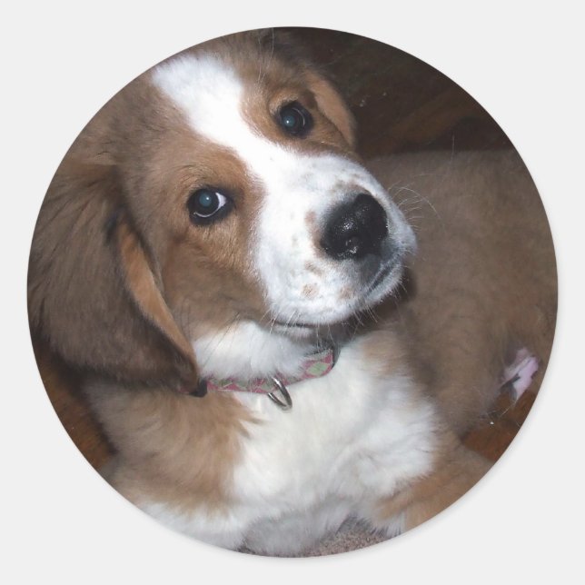 Adesivo Redondo Resgate Dog Buddy Te Implora (Frente)