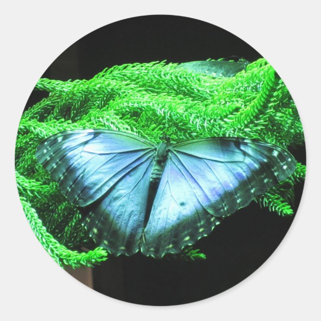 Adesivo Redondo Respiração Tomando Borboleta Azul Iridescente (Frente)