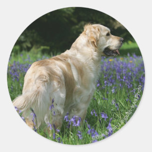 Adesivo Redondo Retalhista de ouros em Flores