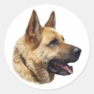 Adesivo Redondo Retrato Alsatian do german shepherd