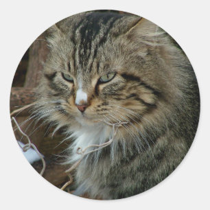 Adesivo Redondo Retrato de Gato Feral Maine Coon no Inverno