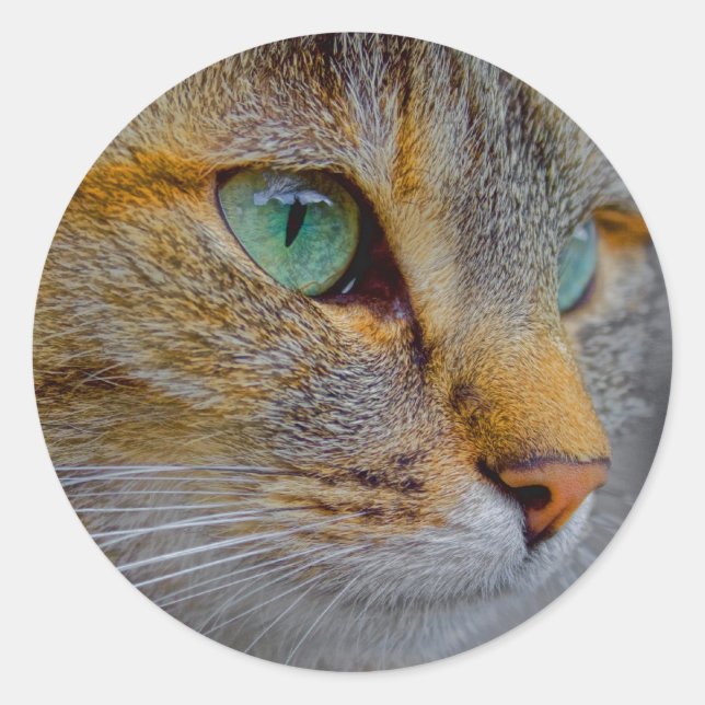 Adesivo Redondo Retrato de Gato Tiger (Frente)