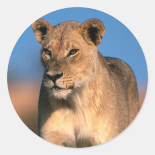 Adesivo Redondo Retrato de Leoa (Panthera Leo)