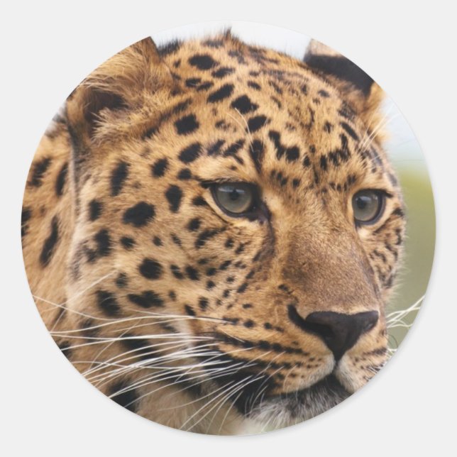 Adesivo Redondo Retrato de Leopardo (Frente)