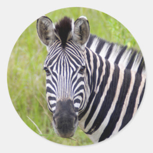 Adesivo Redondo Retrato de Zebra-da-planície, Hluhluwe-Umfolozi Ga