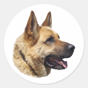 Adesivo Redondo Retrato do German shepherd alsaciano