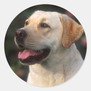 Adesivo Redondo Retrato do Labrador Retriever, Hilton