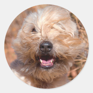 Adesivo Redondo Retrato do Soft Coated Wheaten Terrier