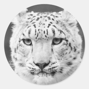 Adesivo Redondo Retrato preto e branco bonito do leopardo de neve