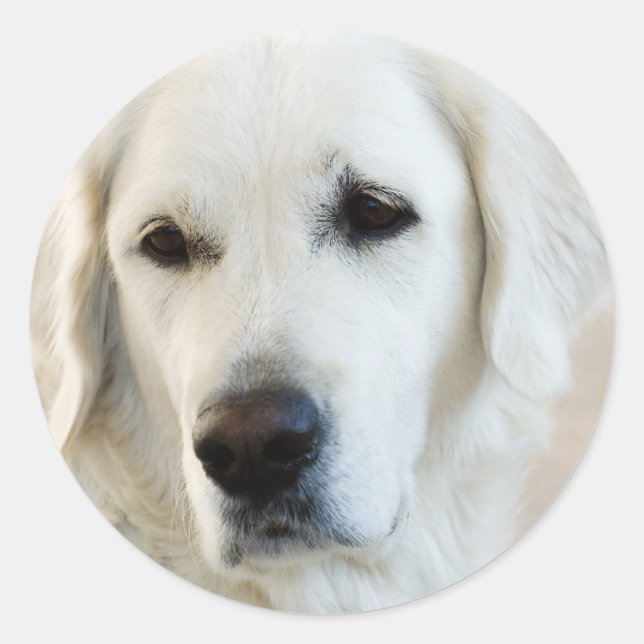 Adesivo Redondo Retriever de ouro (Frente)