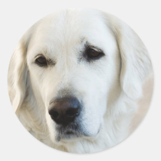 Adesivo Redondo Retriever de ouro